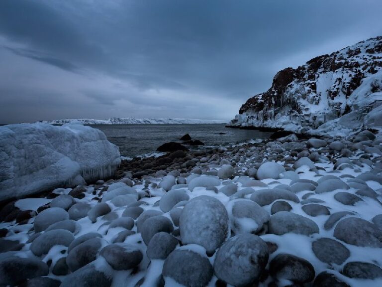 Краб с баренцева моря фото